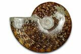 Polished Ammonite (Cleoniceras) Fossil - Madagascar #344293-1